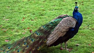 Burung Merak Hijau